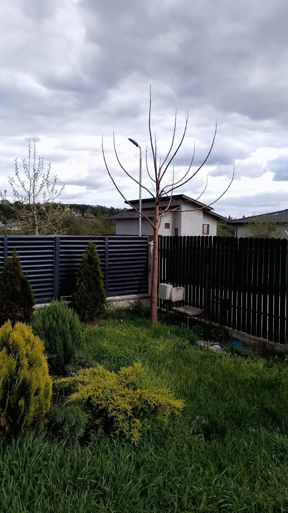 Paulownia Fortunei Vaslui