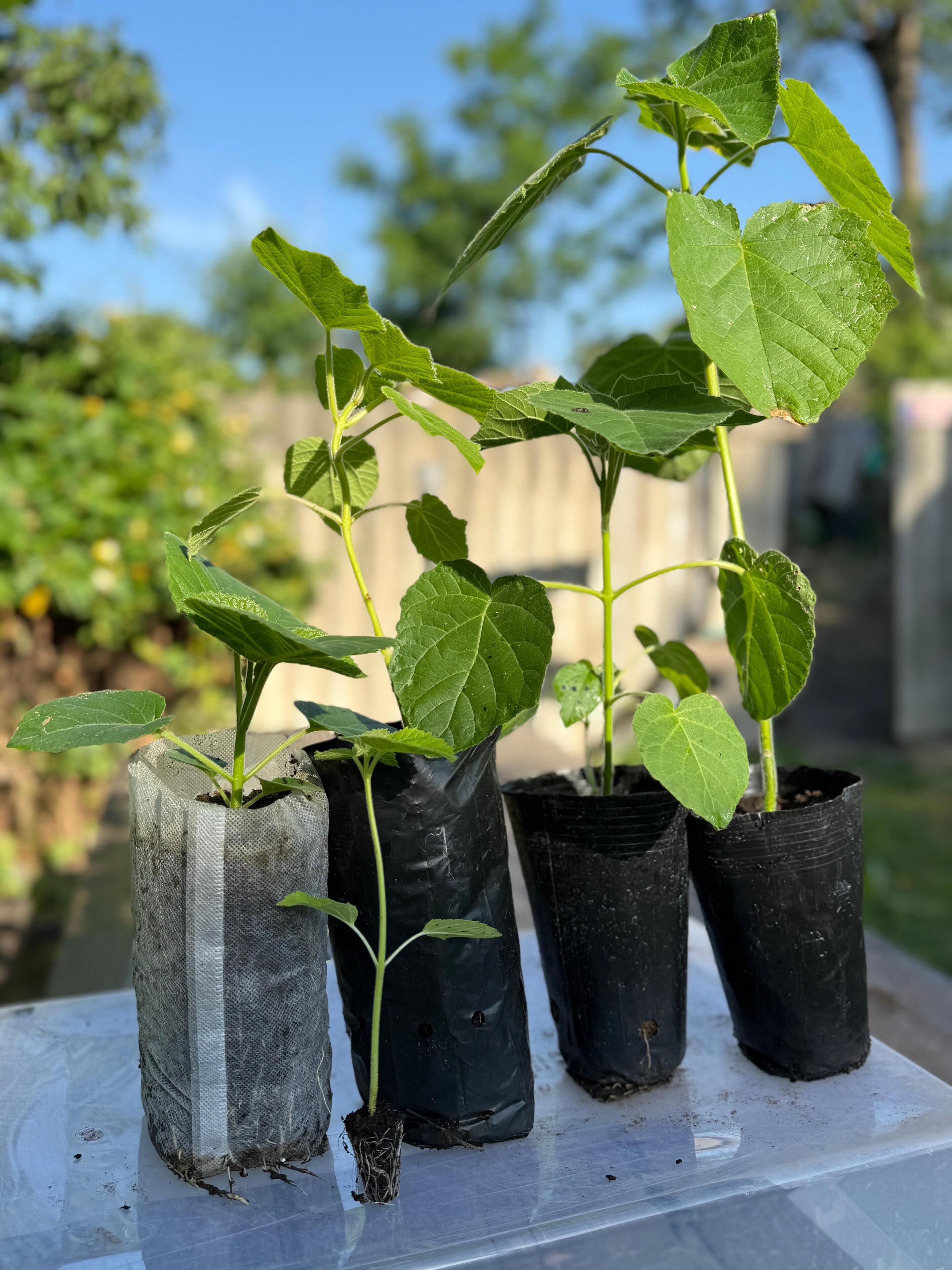 Paulownia RosiEstica 